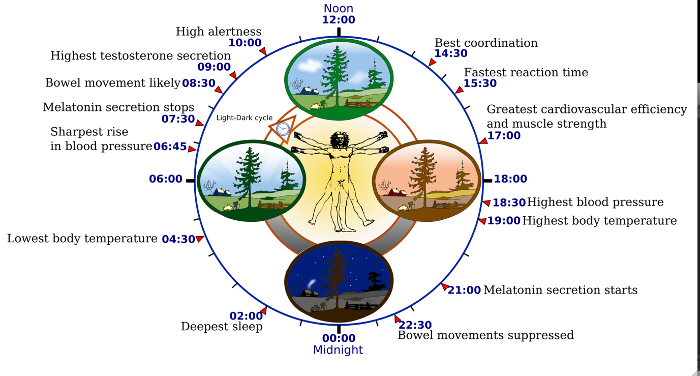 Circadian-rhythm-body