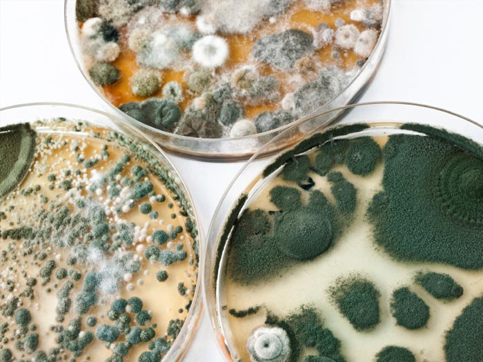 mold-health-lg